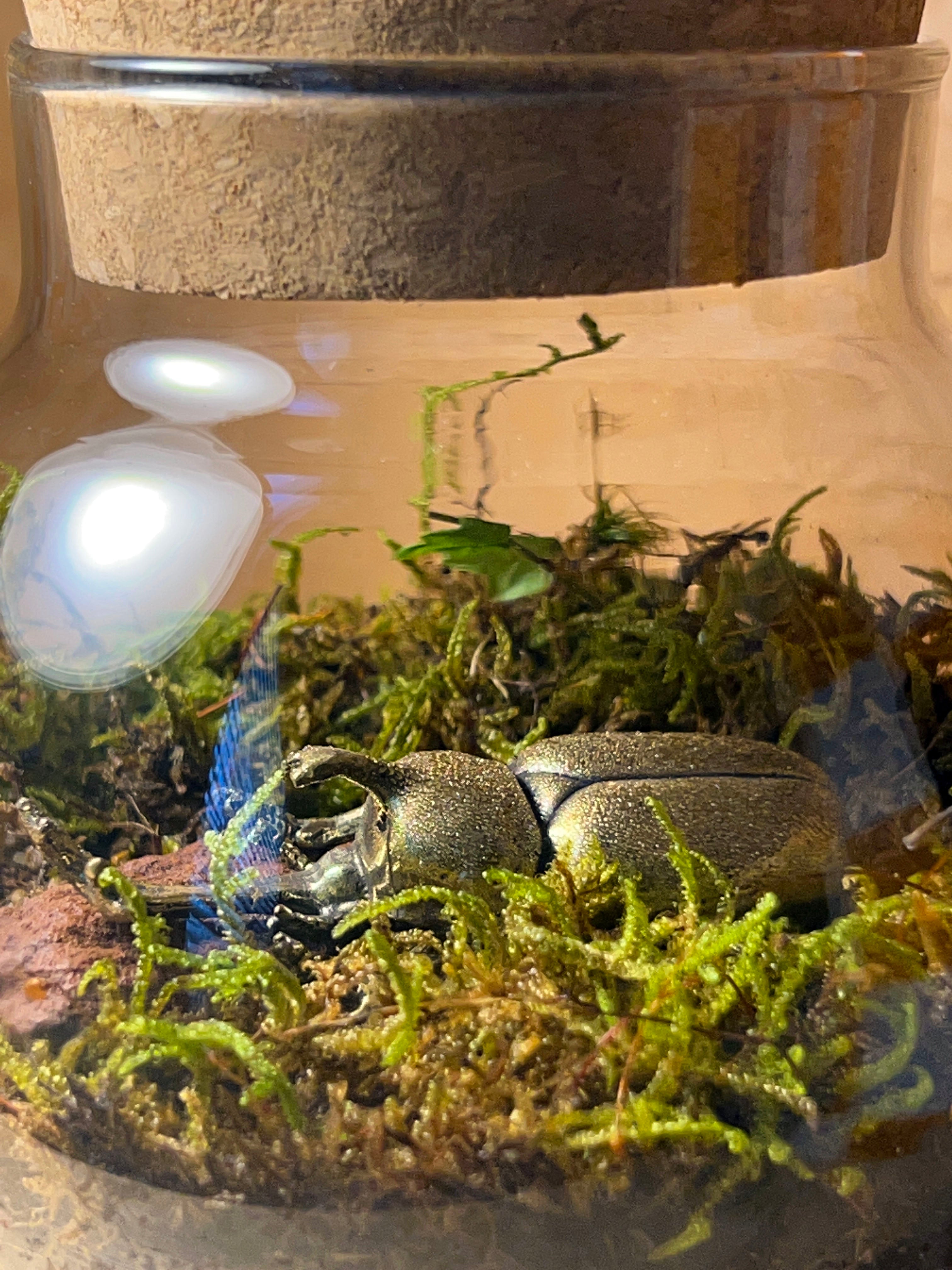 Terrariums for Sale Plush Moon Terrarium Co