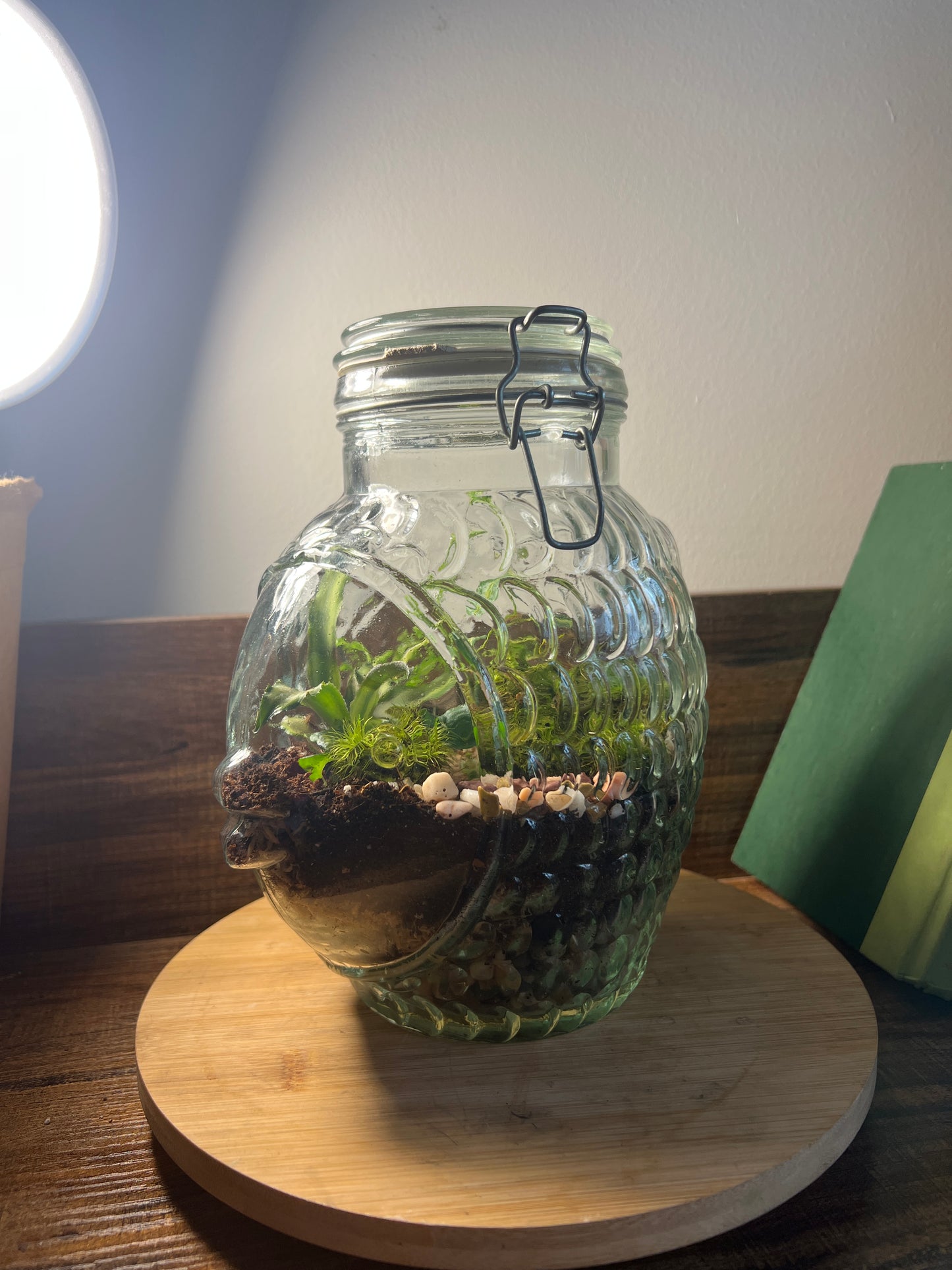 Vintage Glass Fish Upcycled Terrarium with Bromeliad Earth Star